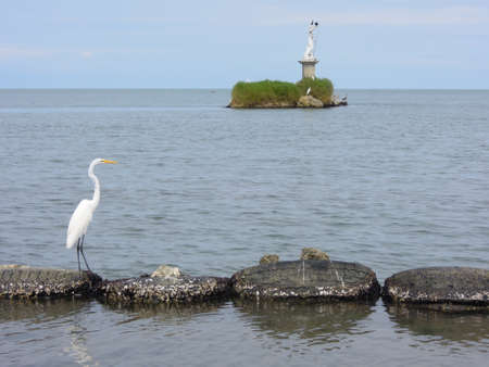 Egret at the coast of Livingston on Guatemalaの写真素材