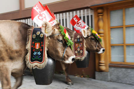 Engelberg, Switzerland - 28 September 2013  Farmers with a herd of cows on the annual transhumance at Engelberg on the Swiss alpsのeditorial素材