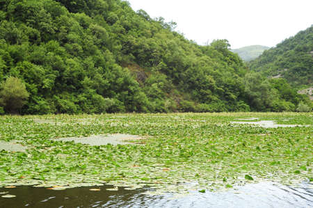 Lake Skadar national park on Montenegroの写真素材