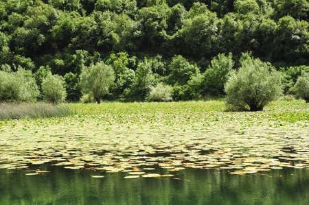 Lake Skadar national park on Montenegroの写真素材