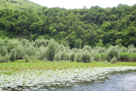 Lake Skadar national park on Montenegroの写真素材