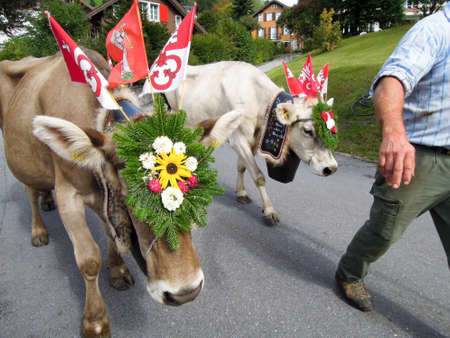 Engelberg, Switzerland - 28 September 2013: Farmers with a herd of cows on the annual transhumance at Engelberg on the Swiss alpsのeditorial素材