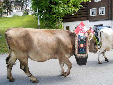 Engelberg, Switzerland - 28 September 2013: Farmers with a herd of cows on the annual transhumance at Engelberg on the Swiss alpsのeditorial素材