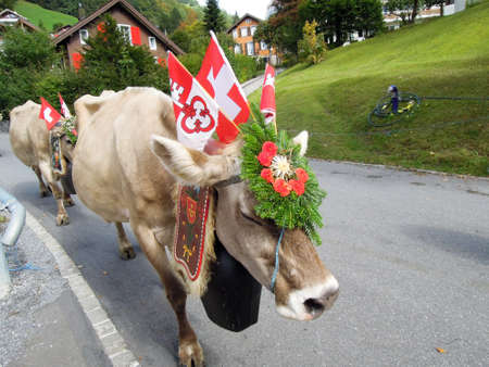 Engelberg, Switzerland - 28 September 2013: Farmers with a herd of cows on the annual transhumance at Engelberg on the Swiss alpsのeditorial素材