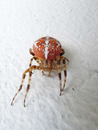 Red spider on a wallの写真素材
