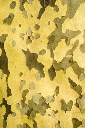 Wooden trunk of a tree for backgroundの写真素材