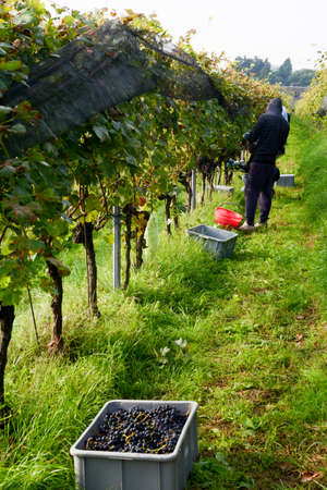 Porza, Switzerland - 24 September 2014: People harvesting grape on a vineyard at Porza near Lugano on Switzerlandのeditorial素材