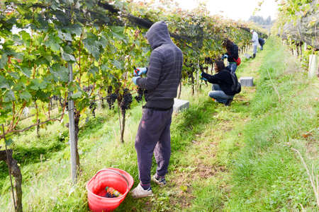 Porza, Switzerland - 24 September 2014: People harvesting grape on a vineyard at Porza near Lugano on Switzerlandのeditorial素材