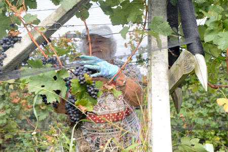 Porza, Switzerland - 24 September 2014: People harvesting grape on a vineyard at Porza near Lugano on Switzerlandのeditorial素材