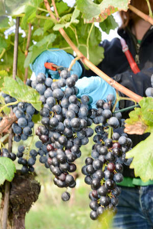 Harvesting grape on a vineyard at Porza near Lugano on Switzerland