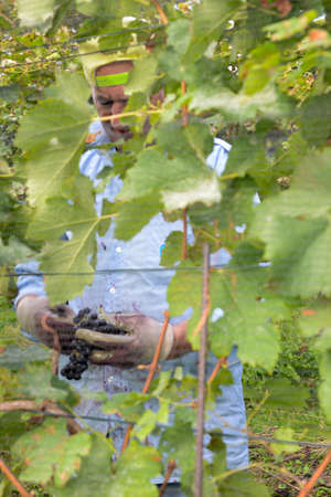 Porza, Switzerland - 24 September 2014: People harvesting grape on a vineyard at Porza near Lugano on Switzerlandのeditorial素材