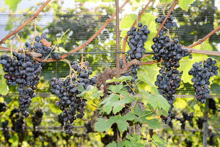 Bunches of grapes on a vineyard