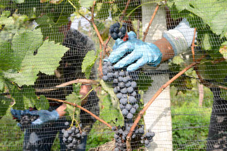 Harvesting grape on a vineyard at Porza near Lugano on Switzerland