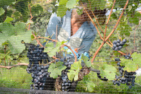 Porza, Switzerland - 24 September 2014: People harvesting grape on a vineyard at Porza near Lugano on Switzerlandのeditorial素材