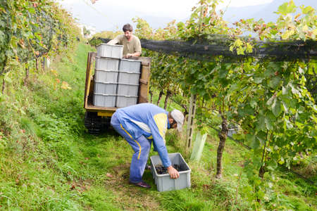 Porza, Switzerland - 24 September 2014: People harvesting grape on a vineyard at Porza near Lugano on Switzerlandのeditorial素材