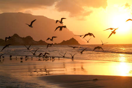 Sunset at the beach of Qalansiya on the island of Socotra, Yemenの写真素材