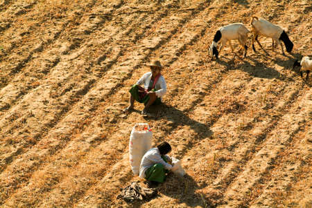 Bagan, Myanmar - 24 January 2010: Herder with goats at the archaeological site of Bagan on Myanmarのeditorial素材