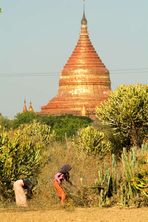 Bagan, Myanmar - 24 January 2010: Two woman collecting pices of wood in front of Dhammayazika pagoda at the archaeological site of Bagan on Myanmarのeditorial素材