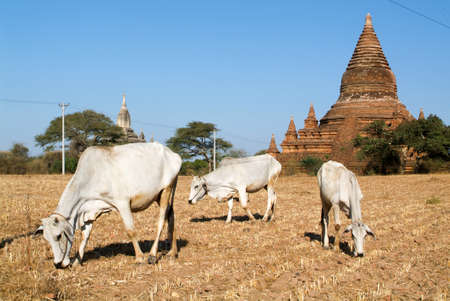 Cows in front of Shwegugyi temple at the archaeological site of Bagan on Myanmar temple at the archaeological site of Bagan on Myanmarの写真素材