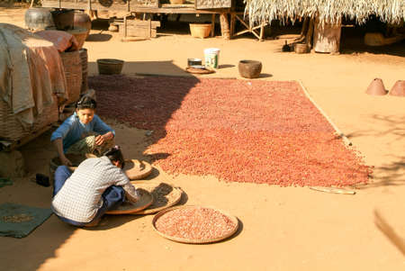 Minnanthu, Myanmar - 24 January 2010: Two woman on the elaboration of drying seeds at the village of Minnanthu near Bagan on Myanmarのeditorial素材
