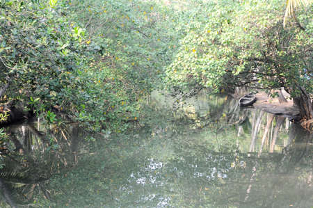 River of the backwaters at Kollam on India