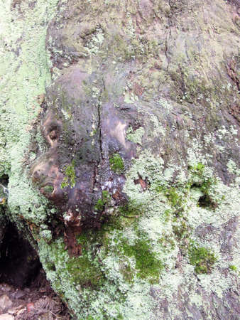 Tree roots full with moss on a forestの写真素材