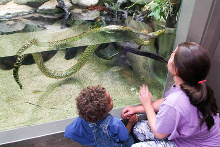 Zurich, Switzerland - 22 August 2006: Childs observing a snake on the aquarium of the Zoo Zurich