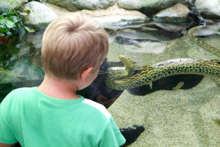 Zurich, Switzerland - 22 August 2006: Child observing a snake on the aquarium of the Zoo Zurichのeditorial素材