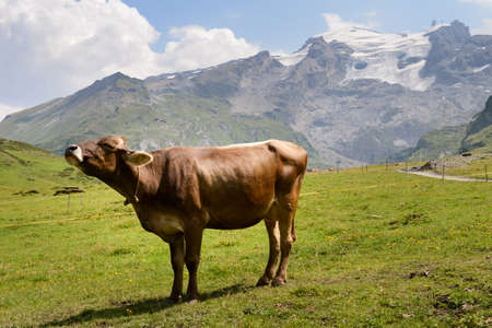 Cow in pasture at Truebsee over Engelberg on the Swiss alpsの写真素材