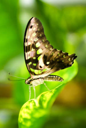 leaf with tropical morpho butterfly