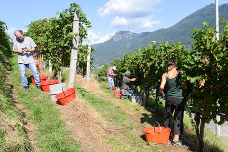 Porza, Switzerland - 7 September 2015: People harvesting grape on a vineyard at Porza near Lugano on Switzerlandのeditorial素材