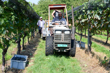 Vezia, Switzerland - 8 September 2015: People harvesting grape on a vineyard at Vezia near Lugano on Switzerlandのeditorial素材