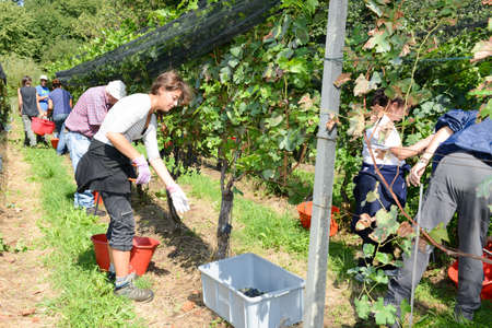 Vezia, Switzerland - 8 September 2015: People harvesting grape on a vineyard at Vezia near Lugano on Switzerlandのeditorial素材