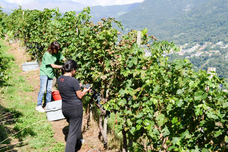 Porza, Switzerland - 7 September 2015: People harvesting grape on a vineyard at Porza near Lugano on Switzerlandのeditorial素材