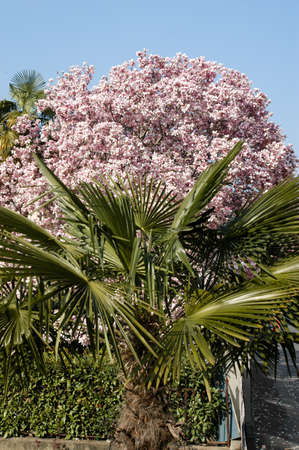 Flowery tree on spring timeの写真素材