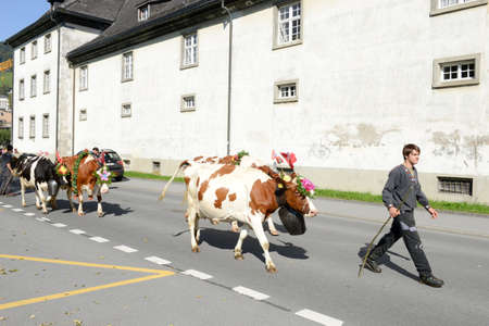 Engelberg, Switzerland - 26 September 2015: Farmers with a herd of cows on the annual transhumance at Engelberg on the Swiss alpsのeditorial素材