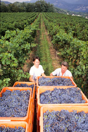 Mendrisio, Switzerland - 24 September 2014: People harvesting grape on a vineyard at Mendrisio on Switzerlandのeditorial素材