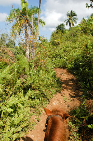 Las Terrenas, Dominican Republic - 22 january 2002: riding a horse on the tourist trip to the waterfall of El Limon in the Dominican Republicのeditorial素材