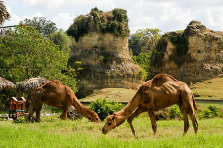 Two camels at the zoo of Santo Domingoの写真素材