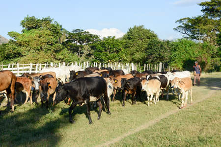 Santiago de Cuba, Cuba - 14 january 2016: Farmer conducting his herd of cows near Santiago de Cuba, Cubaのeditorial素材