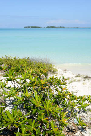 Clear water and sand dune covered with green plants, Cayo Guillermo, Cubaの写真素材