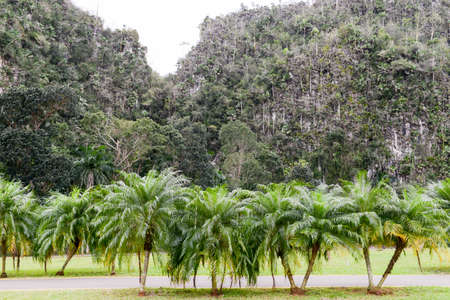 tropical scene around Vinales valley in Cubaの写真素材