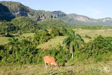 Cow grazing at the valley of Vinales on Cubaの写真素材