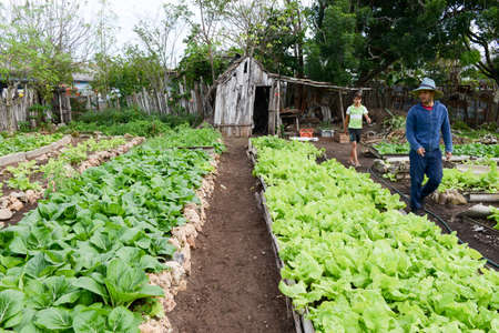 Playa Giron, Cuba - 20 january 2016: people walking in the middle of rows of fresh lettuce plants in the countryside of Giron on Cubaのeditorial素材