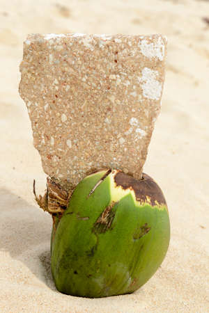 Green and ripe coco on the beachの写真素材