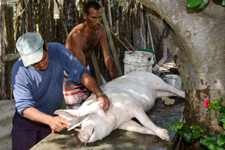 Playa Giron, Cuba - 20 january 2016: two man preparing pork meat for cooking in the countryside of Giron on Cubaのeditorial素材