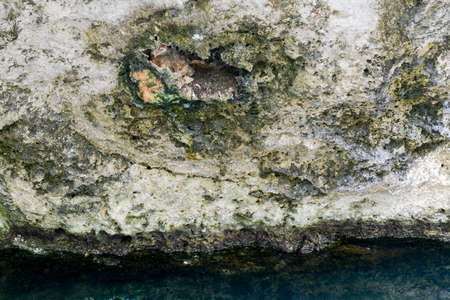 Young owl on a nest at the cenote of Giron on Cuba