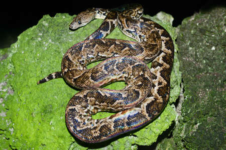 Maja de Santamaria snake on the forest of Giron on Cuba