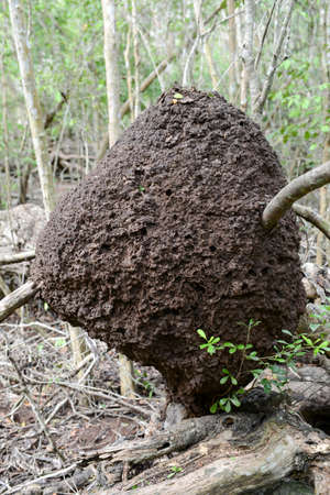 Termite Nest on the forest at Giron on Cuba