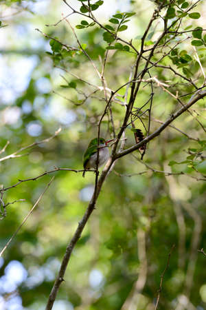 The bird Cartacuba todus multicolor on a forest at Giron on Cubaの写真素材